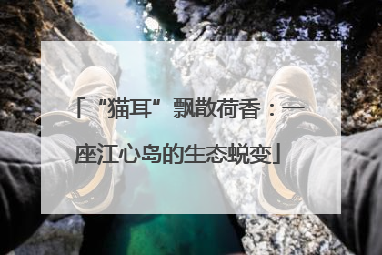 “猫耳”飘散荷香：一座江心岛的生态蜕变