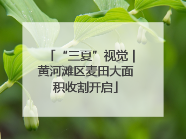 “三夏”视觉｜黄河滩区麦田大面积收割开启