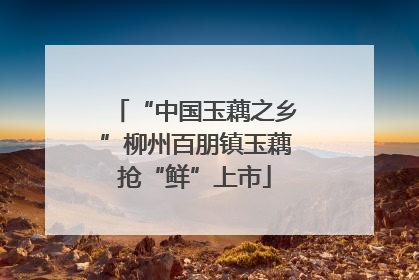 “中国玉藕之乡”柳州百朋镇玉藕抢“鲜”上市