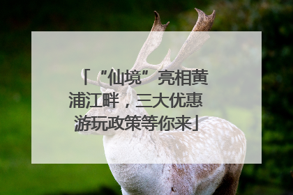 “仙境”亮相黄浦江畔，三大优惠游玩政策等你来