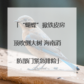 “蝴蝶”掀铁皮房顶吹倒大树 海南消防部门紧急排险