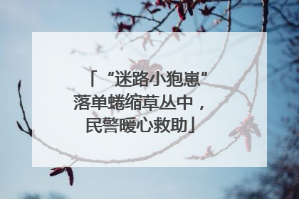 “迷路小狍崽”落单蜷缩草丛中，民警暖心救助