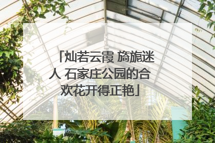 灿若云霞 旖旎迷人 石家庄公园的合欢花开得正艳