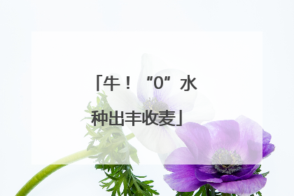 牛！“0”水种出丰收麦