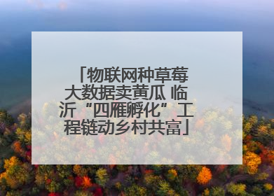 物联网种草莓 大数据卖黄瓜 临沂“四雁孵化”工程链动乡村共富