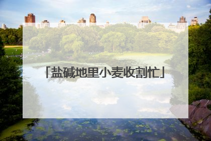 盐碱地里小麦收割忙