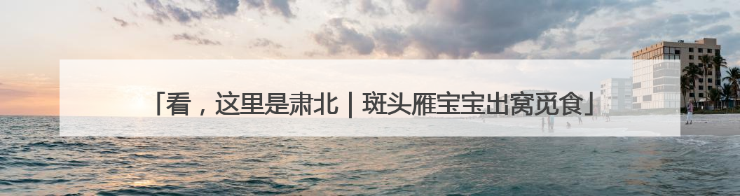 看，这里是肃北｜斑头雁宝宝出窝觅食