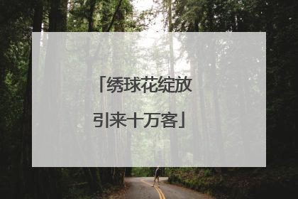 绣球花绽放 引来十万客
