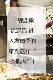 缠鹿角 涂泥巴 进入发情季的雄鹿这样“秀肌肉”