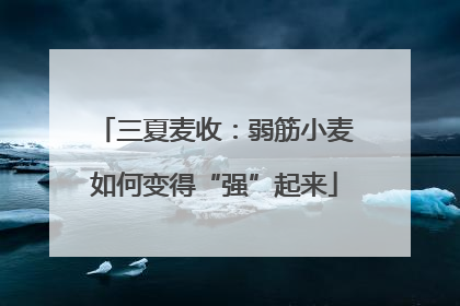 三夏麦收：弱筋小麦如何变得“强”起来
