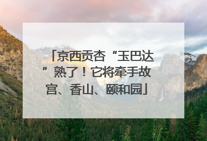 京西贡杏“玉巴达”熟了！它将牵手故宫、香山、颐和园