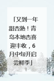 又到一年甜杏熟！青岛本地杏喜迎丰收，6月中旬开启尝鲜季