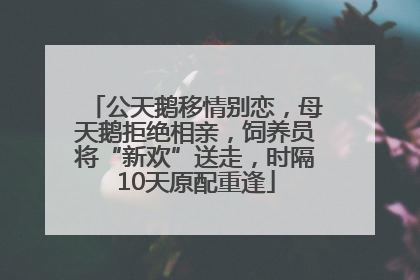 公天鹅移情别恋，母天鹅拒绝相亲，饲养员将“新欢”送走，时隔10天原配重逢