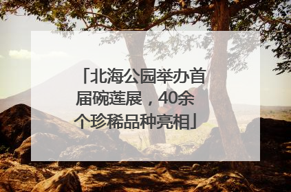 北海公园举办首届碗莲展，40余个珍稀品种亮相