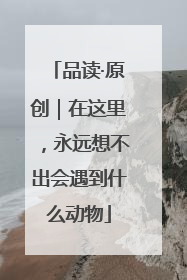 品读·原创｜在这里，永远想不出会遇到什么动物