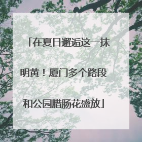 在夏日邂逅这一抹明黄！厦门多个路段和公园腊肠花盛放
