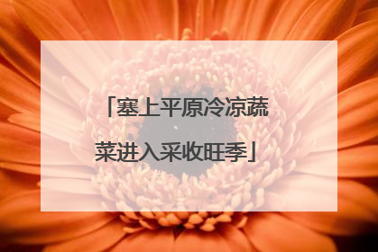塞上平原冷凉蔬菜进入采收旺季