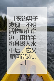 夜钓男子发现一不明活物趴在岸边，用竹竿将其拨入水中后，它又爬回岸边……