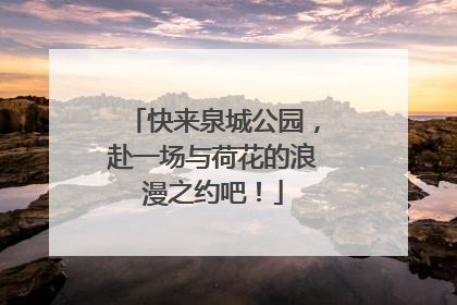 快来泉城公园，赴一场与荷花的浪漫之约吧！