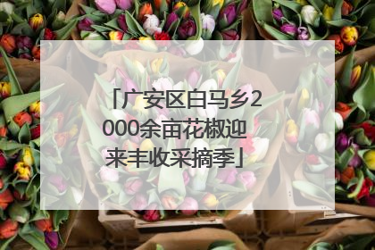 广安区白马乡2000余亩花椒迎来丰收采摘季