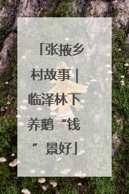 张掖乡村故事｜临泽林下养鹅“钱”景好