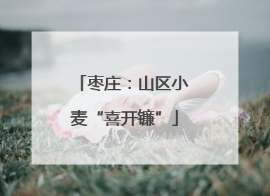 枣庄：山区小麦“喜开镰”