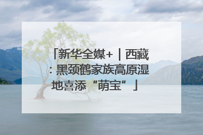 新华全媒+｜西藏：黑颈鹤家族高原湿地喜添“萌宝”