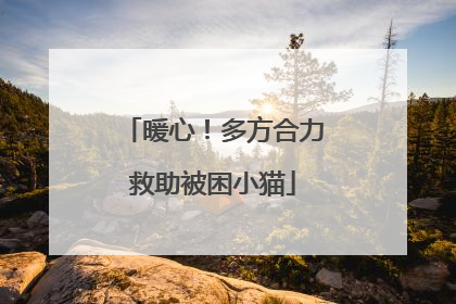 暖心！多方合力救助被困小猫