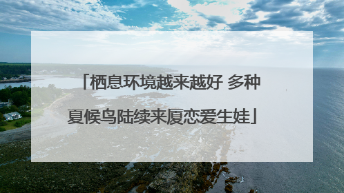 栖息环境越来越好 多种夏候鸟陆续来厦恋爱生娃