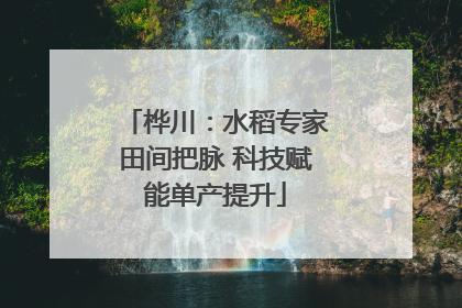 桦川：水稻专家田间把脉 科技赋能单产提升