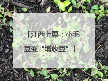 江西上栗：小毛豆变“增收豆”