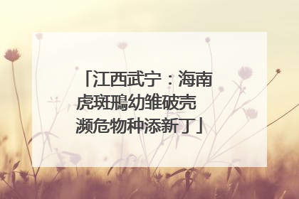江西武宁：海南虎斑鳽幼雏破壳 濒危物种添新丁
