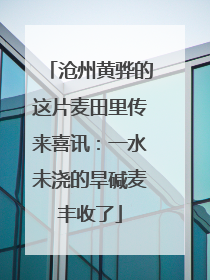 沧州黄骅的这片麦田里传来喜讯：一水未浇的旱碱麦丰收了
