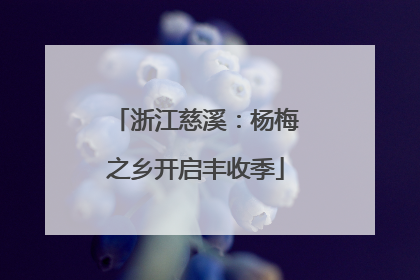 浙江慈溪：杨梅之乡开启丰收季