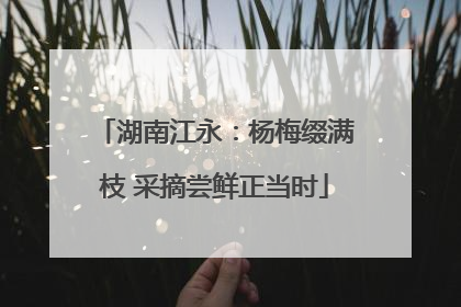 湖南江永：杨梅缀满枝 采摘尝鲜正当时