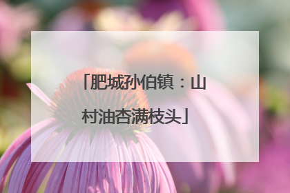 肥城孙伯镇：山村油杏满枝头