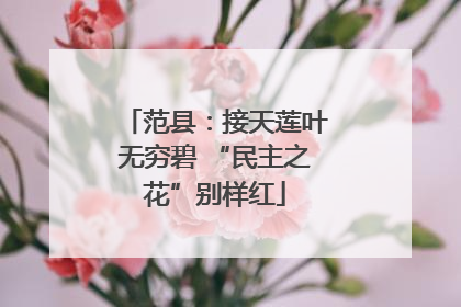 范县：接天莲叶无穷碧 “民主之花”别样红