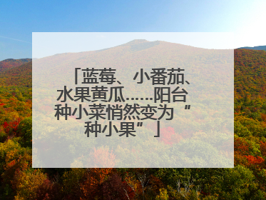 蓝莓、小番茄、水果黄瓜……阳台种小菜悄然变为“种小果”