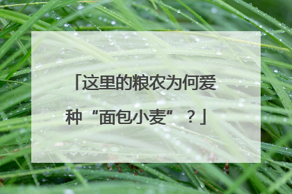 这里的粮农为何爱种“面包小麦”？