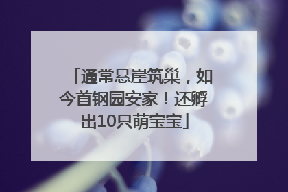 通常悬崖筑巢，如今首钢园安家！还孵出10只萌宝宝
