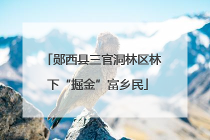 郧西县三官洞林区林下“掘金”富乡民