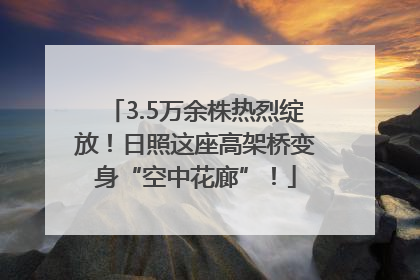 3.5万余株热烈绽放！日照这座高架桥变身“空中花廊”！