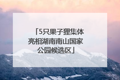 5只果子狸集体亮相湖南南山国家公园候选区